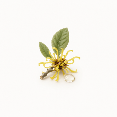 North American Witch Hazel