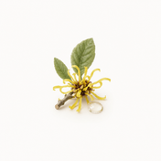 North American Witch Hazel
